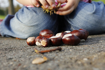 Kastanien sammeln