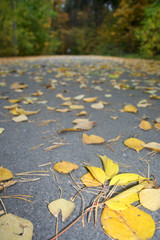 Autumn Scenic Road