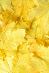 Yellow maple leaves texture