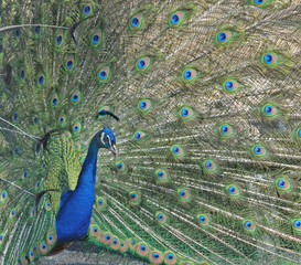 Obraz premium Peacock