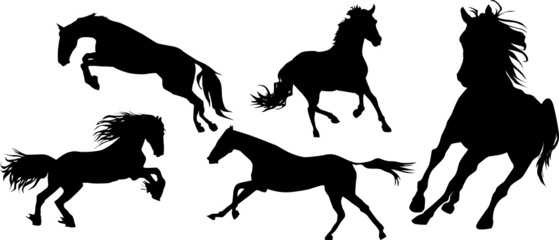 four black horse