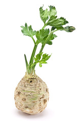 Fresh celery with root