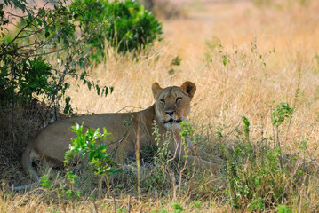 Resting lioness