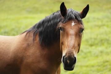 portraet eines Pferdes