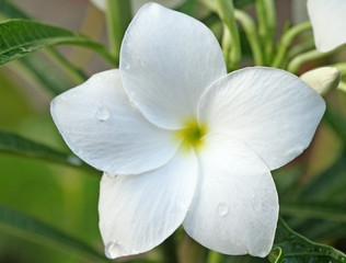 fleur blanche de frangipanier