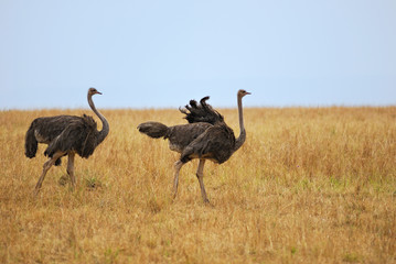 Two female ostrichs