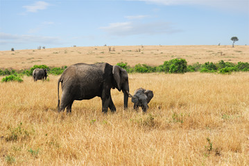 Elephant with baby