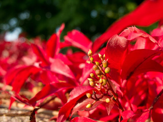 Parthenocissus quinquefolia, virginia creeper with red leaves
