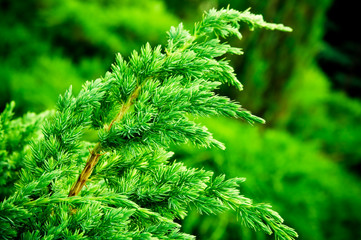 juniper branch closeup