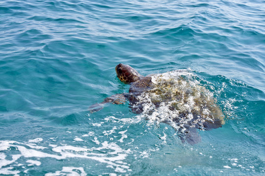 The Loggerhead Sea Turtle (Caretta caretta) - swimming in waters