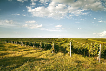 Fototapeta na wymiar Evening view of the vineyards in Moravia