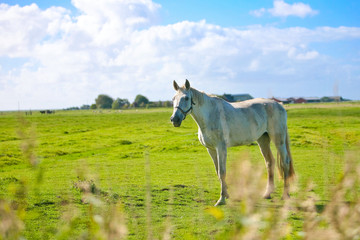 cheval blanc dans un champ
