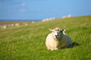 Papier Peint photo Lavable Moutons mouton au soleil dans l'herbe qui regarde