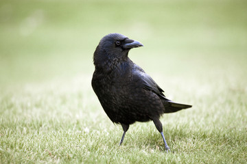 Corvus corone (corneille noire - carrion crow)