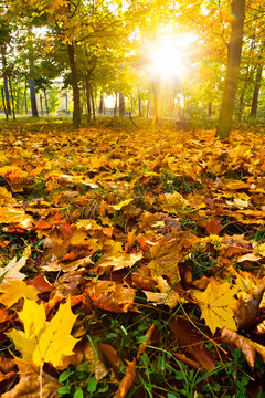 Yellow autumn leaves in a park at sunset