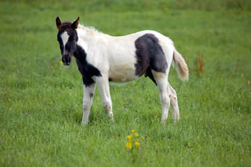 Fohlen