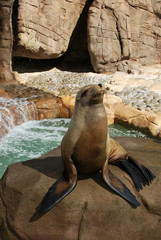 Naklejka premium cute sea lion