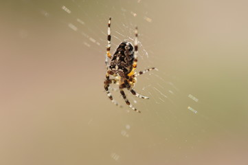 Spinne