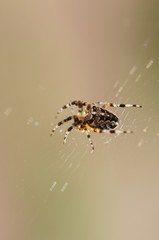 Kreuzspinne