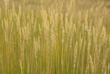 Ripe yellow wheat in the autumn field