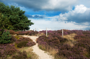 heather landscape