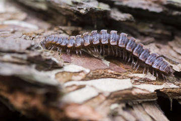 centipede