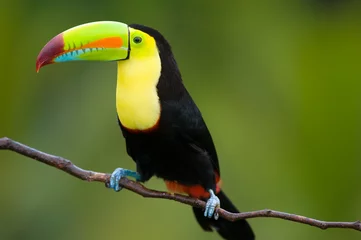 Deurstickers Toekan Keel Billed Toucan, uit Midden-Amerika.