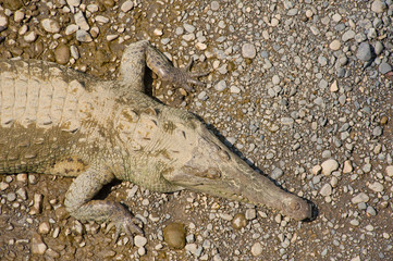 American crocodile, view from above.