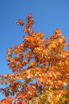 laubbaum