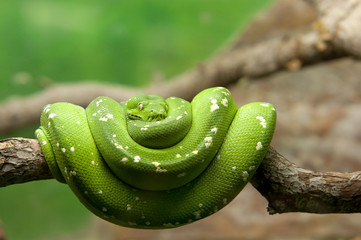 Fototapeta premium a green snake on a branch