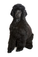 black poodle puppy