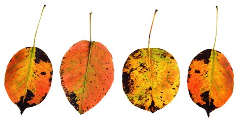 Herbstblätter: Mostbirne
