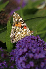 Distelfalter (Vanessa cardui) auf Buddleja - Painted Lady