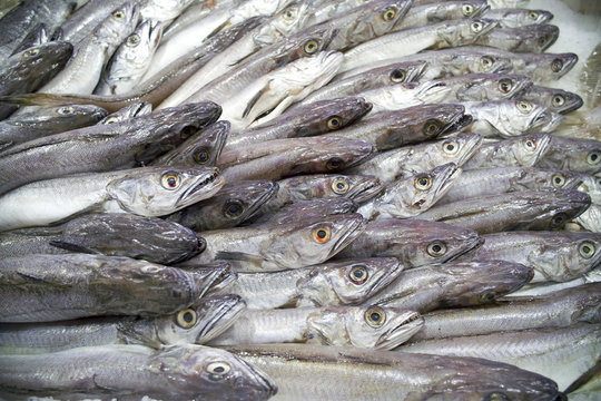 merlu &agrave; la poissonnerie