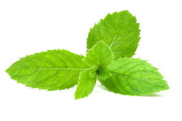 Leaf spearmint on white background
