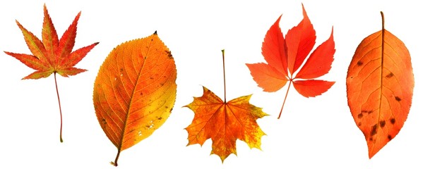 set of red autumn leaves