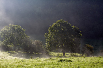 Baum in Nebel