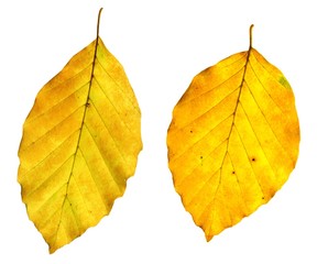 Fagus sylvatica | Rotbuchenblätter