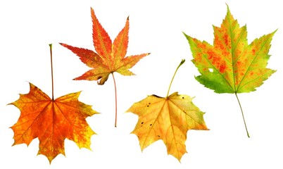 set of autumn leaves 10sep26_18_set_5