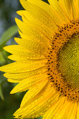 ripe yellow sunflower with water drops