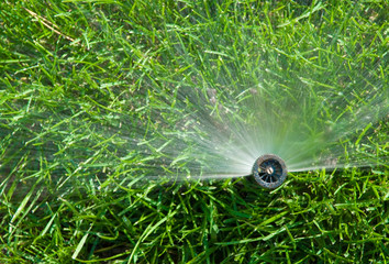 sprinkler of automatic watering - obrazy, fototapety, plakaty
