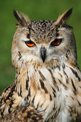 Bengal Eagle Owl Portrait