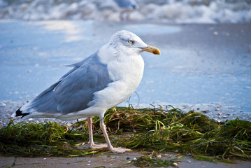 Strandmöwe_Usedom