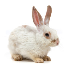 Obraz premium White small rabbit