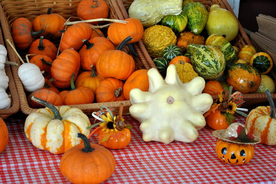 Selling Pumpkins and Gourds