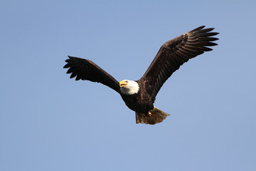 Fototapeta na wymiar Adult Bald Eagle (Haliaeetus leucocephalus)