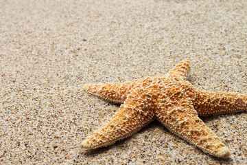 Fototapeta na wymiar star fish on sand