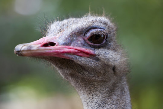 Ostrich side profile.