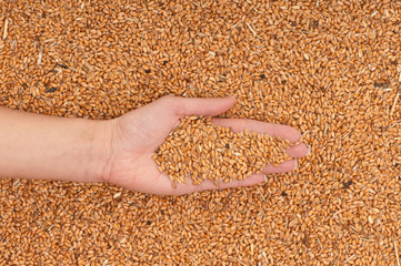 crop wheat