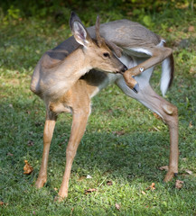 Deer itching
